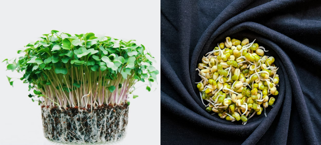 Microgreens vs Klíčky